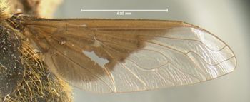 Media type: image;   Entomology 12657 Aspect: wing